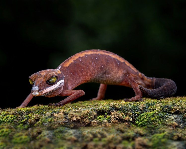 Cat Eyed Gecko ~ Sub Adult